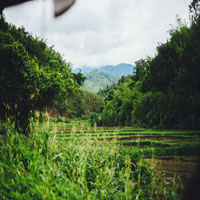 image of rice plantation